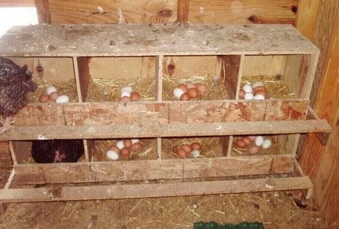 Самодельный насест для кур: виды конструкций, как сделать гнезда своими руками